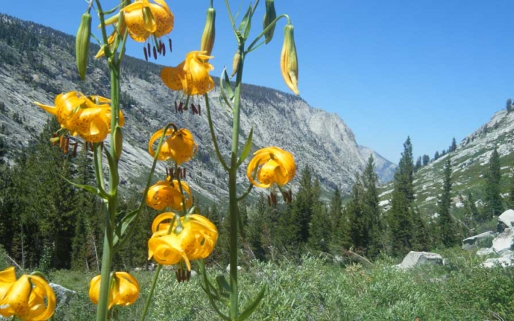 In the foreground, yellow wildflowers are framed by a grassy field, evergreen trees and mountains in the background.